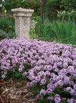 Thymus Pink Buttons