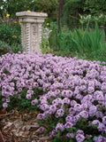 Thymus Pink Buttons