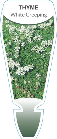 Thymus serpyllum var. albus