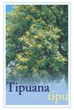 Tipuana tipu