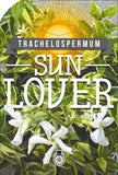 Trachelospermum Sun Lover