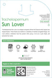 Trachelospermum Sun Lover