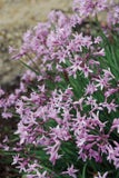 Tulbaghia violacea Dark Star