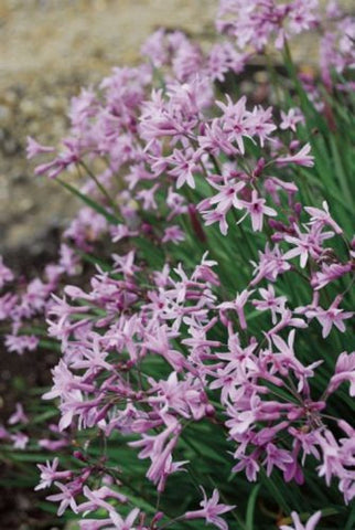 Tulbaghia violacea Dark Star