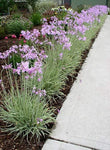 Tulbaghia violacea Silver Lace