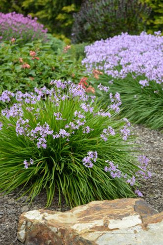 Tulbaghia violacea Starburst