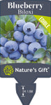 Vaccinium Biloxi (Blueberry)