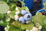 Vaccinium Blue Rose (Blueberry)