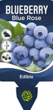 Vaccinium Blue Rose (Blueberry)