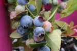 Vaccinium Sunshine Blue (Blueberry)