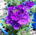 Verbena Almira Deep Blue