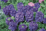 Verbena Almira Deep Blue