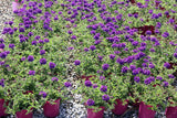 Verbena Almira Deep Blue