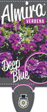 Verbena Almira Deep Blue