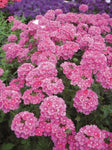 Verbena Almira Pink