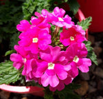 Verbena Almira Pink