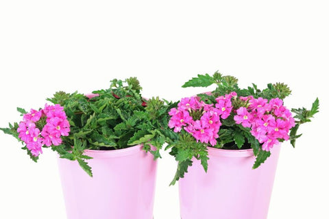 Verbena Almira Pink