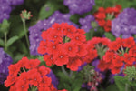 Verbena Almira Scarlet