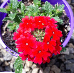 Verbena Almira Scarlet