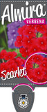 Verbena Almira Scarlet