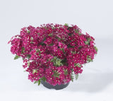 Verbena Cyrano Burgundy