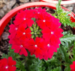 Verbena Cyrano Deep Red