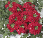 Verbena Cyrano Deep Red