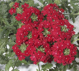 Verbena Cyrano Deep Red