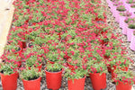 Verbena Cyrano Deep Red