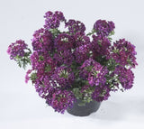 Verbena Cyrano Purple