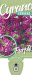 Verbena Cyrano Purple