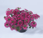 Verbena Cyrano Rose