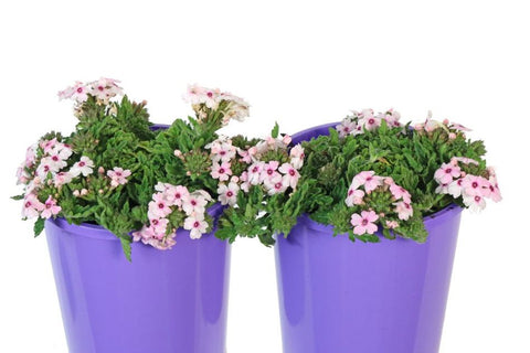 Verbena Cyrano Soft Pink Eye