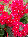 Verbena Kazari Bright Red