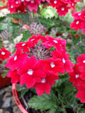 Verbena Kazari Bright Red