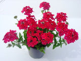 Verbena Kazari Bright Red