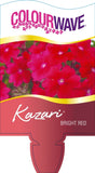 Verbena Kazari Bright Red