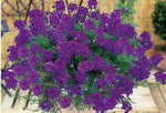 Verbena Tapien Purple Passion