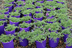 Verbena Tapien Purple Passion