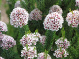 Verticordia plumosa