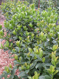 Viburnum odor. Dense Fence