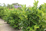 Viburnum odor. Quick Fence TM V0Q1