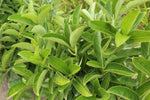 Viburnum odor. Quick Fence TM V0Q1