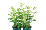 Viburnum odor. Quick Fence TM V0Q1