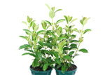 Viburnum odor. Quick Fence TM V0Q1