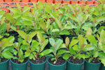 Viburnum odoratissimum Emerald Lustre