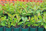 Viburnum odoratissimum Emerald Lustre