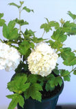 Viburnum opulus Sterile