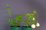 Viburnum opulus Sterile