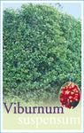 Viburnum suspensum